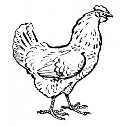 Realistic hen