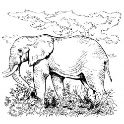 Realistic elephant
