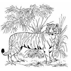 Realistic tiger