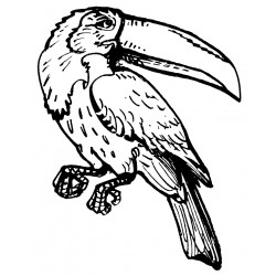 Realistic toucan
