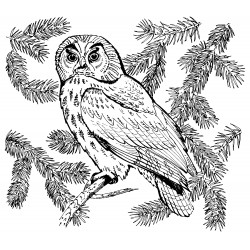 Owl on a Christmas tree