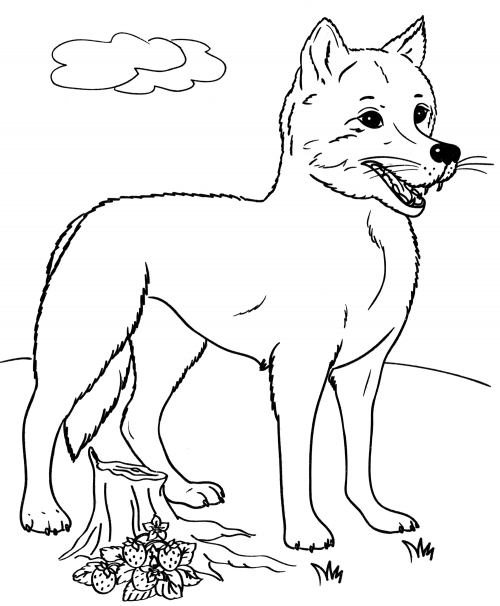 Young wolf cub coloring page