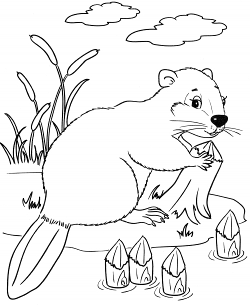 Beaver builds a dam coloring page