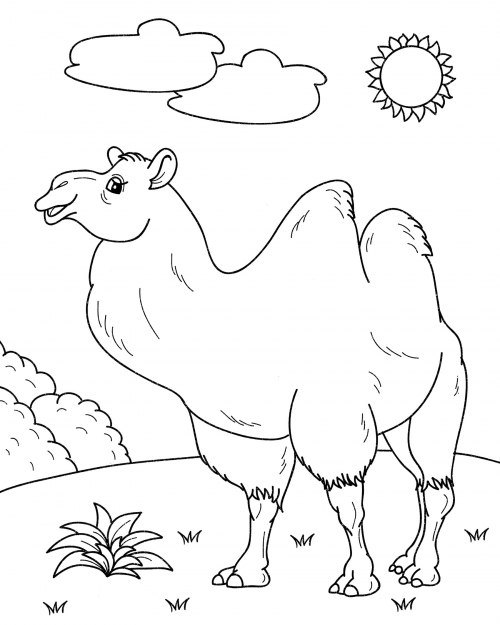 Camel under the sun coloring page