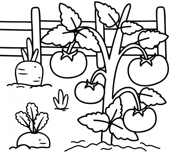 Tomatoes on the bed coloring page