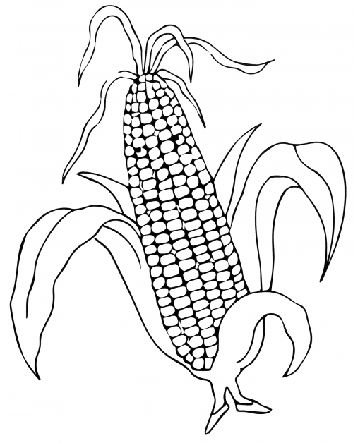Realistic corn coloring page