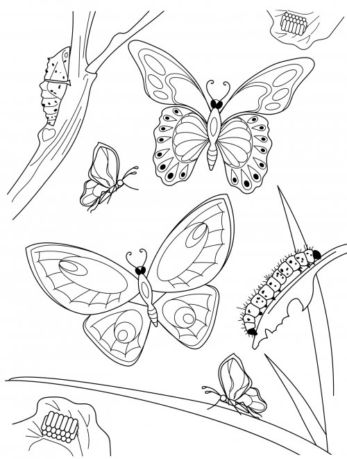 Butterflies in flight coloring page