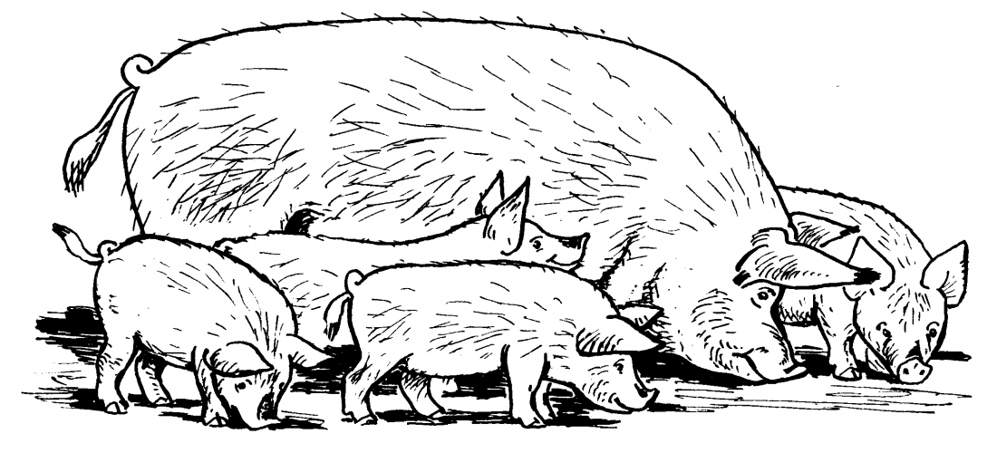 Family of piglets coloring page