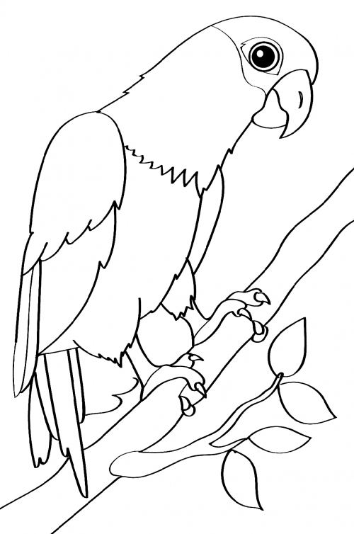 Realistic parrot coloring page