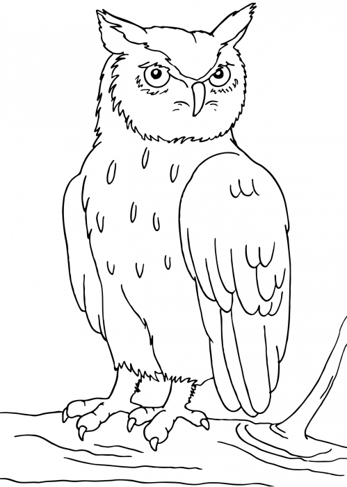Wise owl coloring page