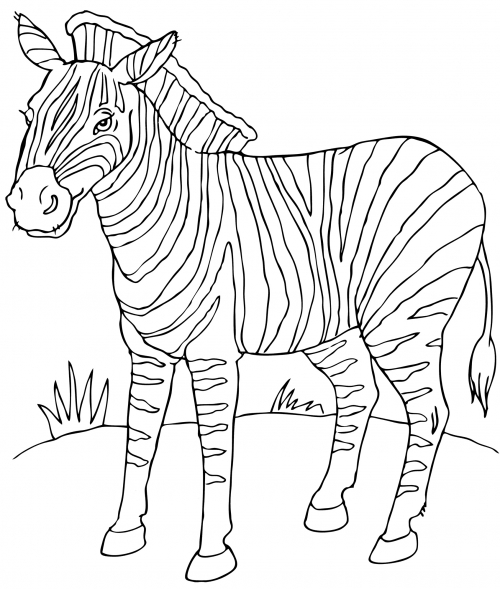 Realistic zebra coloring page