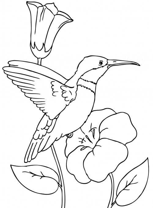 Hummingbird flies off the flower coloring page