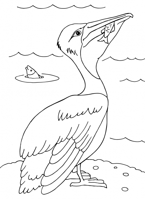 Pelican eats fish coloring page