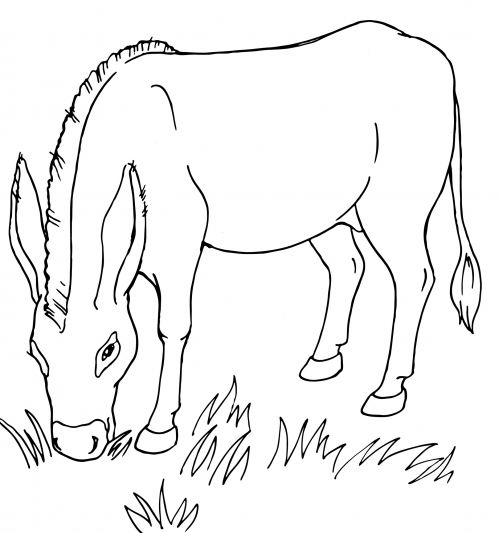 Donkey eats grass coloring page