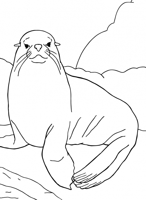 Seal on an ice floe coloring page