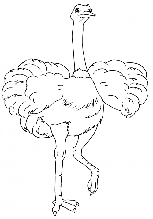 Luxury ostrich coloring page