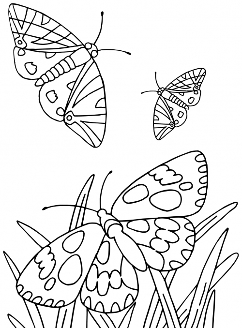 Family of beautiful butterflies coloring page