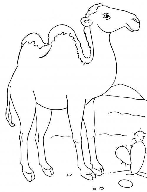 Majestic camel coloring page