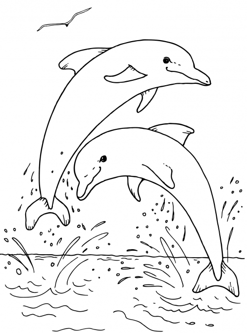 Two dolphins coloring page