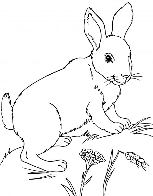Realistic rabbit coloring page