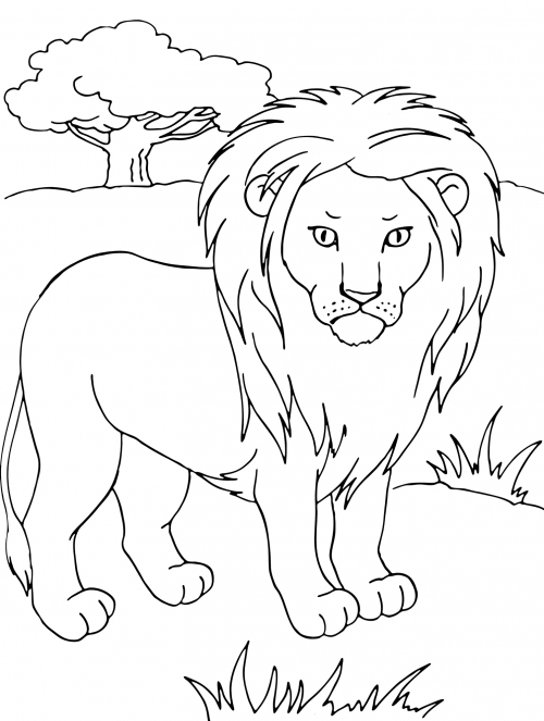 Dangerous lion coloring page