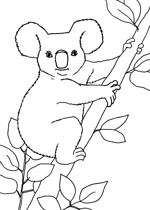 Koala on a eucalyptus branch coloring page