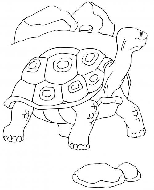 Old tortoise coloring page