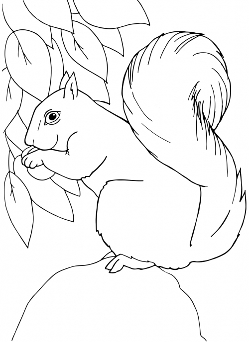 Squirrel on a rock coloring page