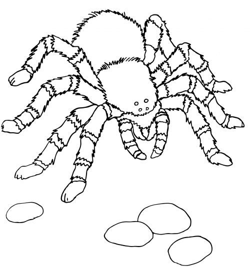 Big furry spider coloring page