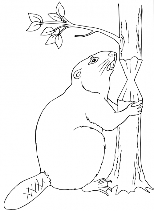 Beaver is gnawing on a tree coloring page