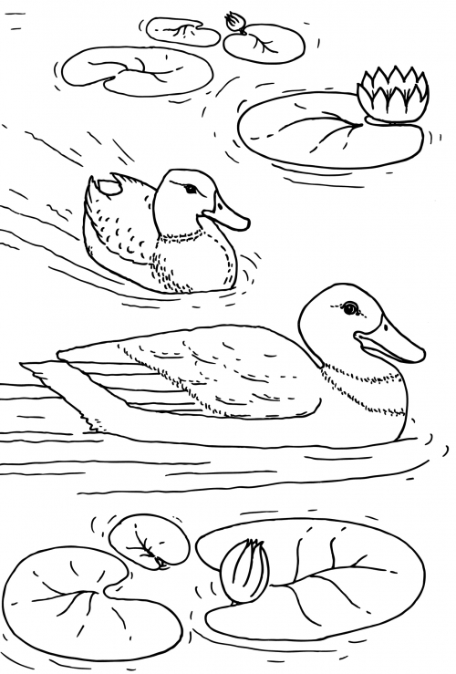 Ducks in the pond coloring page