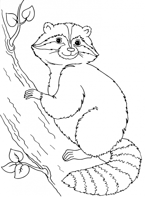 Kind raccoon coloring page