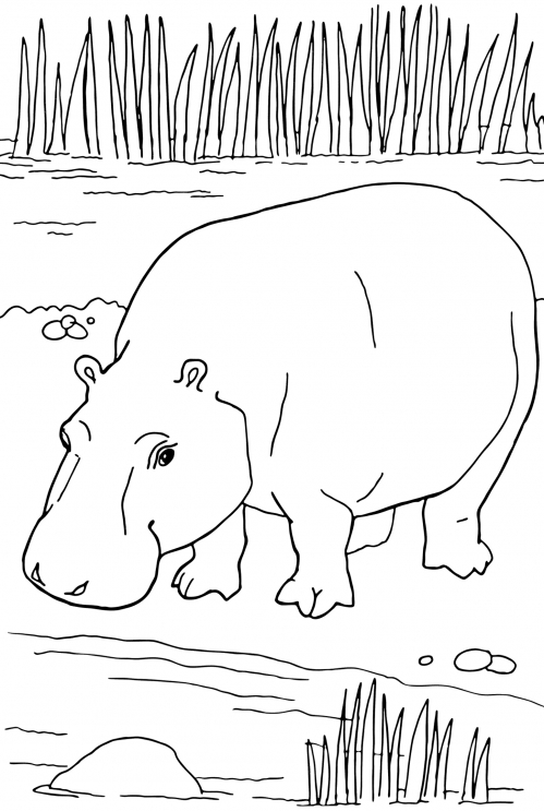 Big hippo coloring page