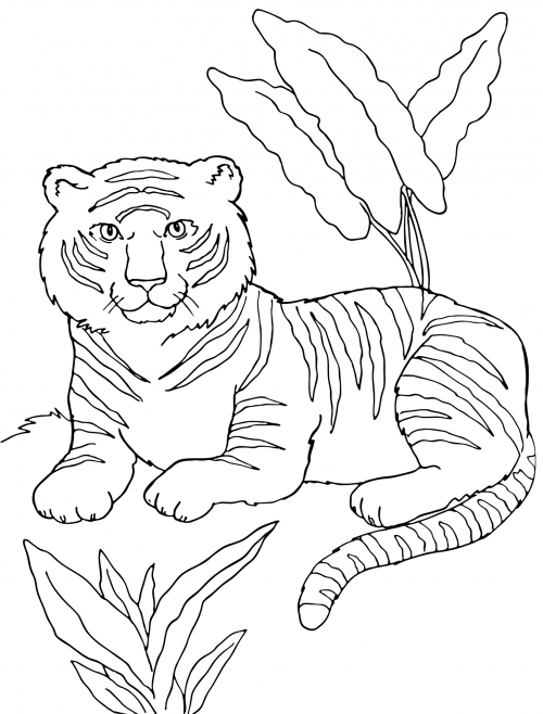Resting tiger coloring page