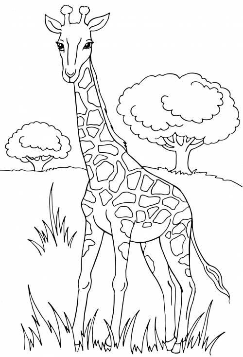 Giraffe in Africa coloring page