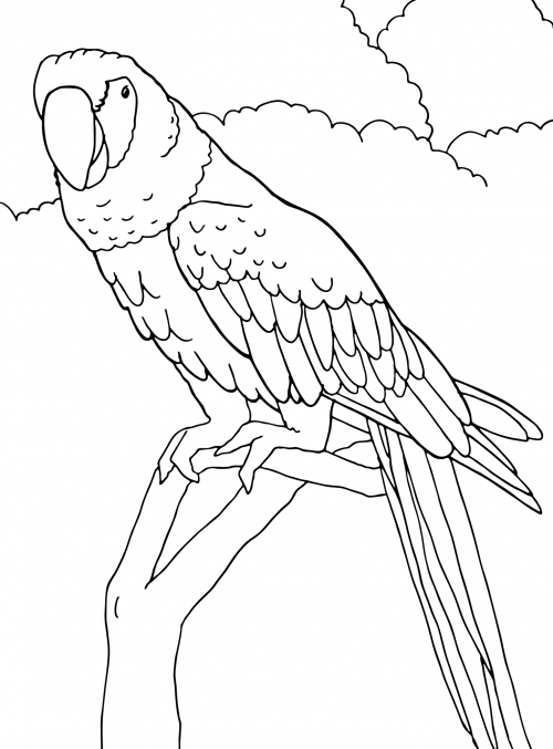 Spectacular parrot coloring page