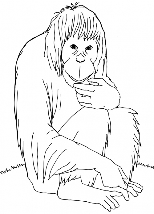 Wise monkey coloring page