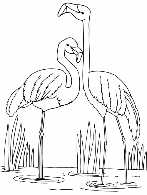 Flamingo family on the lake coloring page