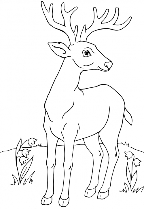Deer with big antlers coloring page