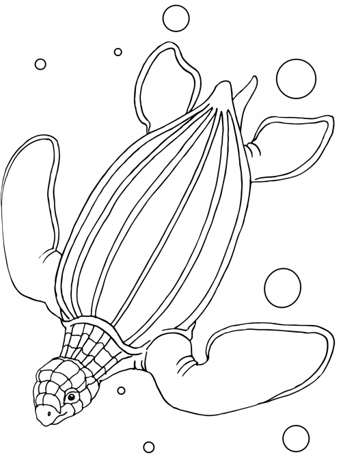 Sea turtle coloring page