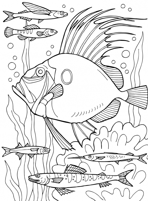 Fish with large fins coloring page