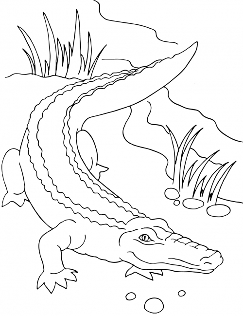 Realistic crocodile coloring page