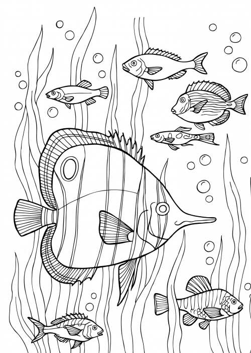 Shoal of fish coloring page