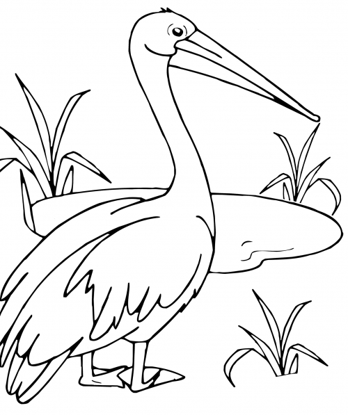 Humble pelican coloring page