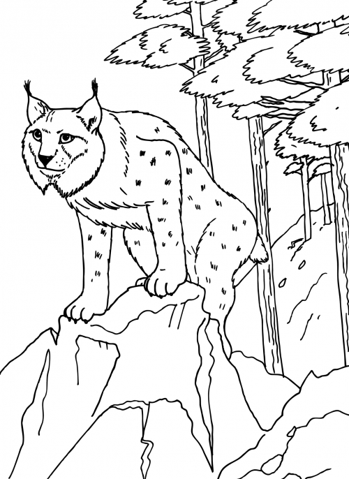 Realistic lynx coloring page