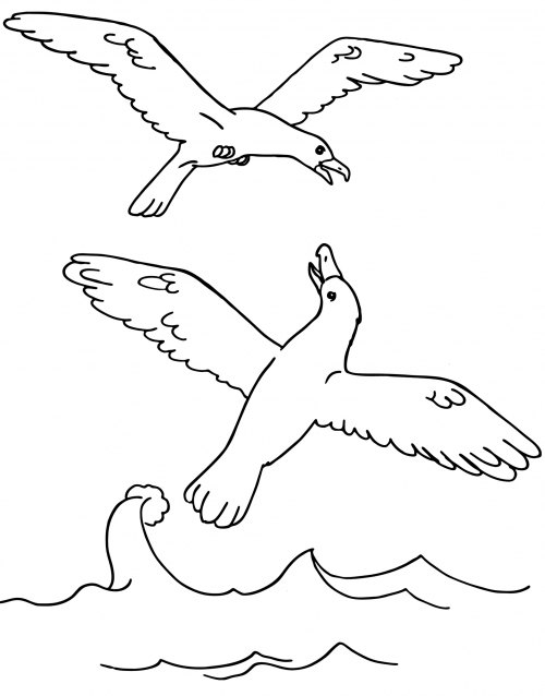 Seagulls over the water coloring page