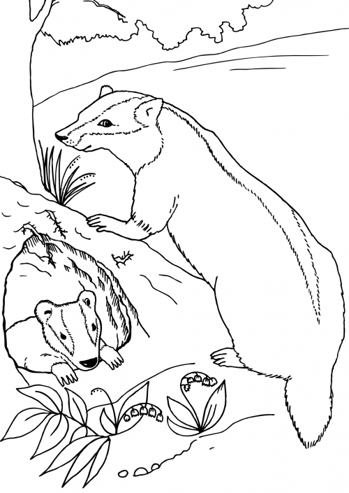 Sweet badgers coloring page