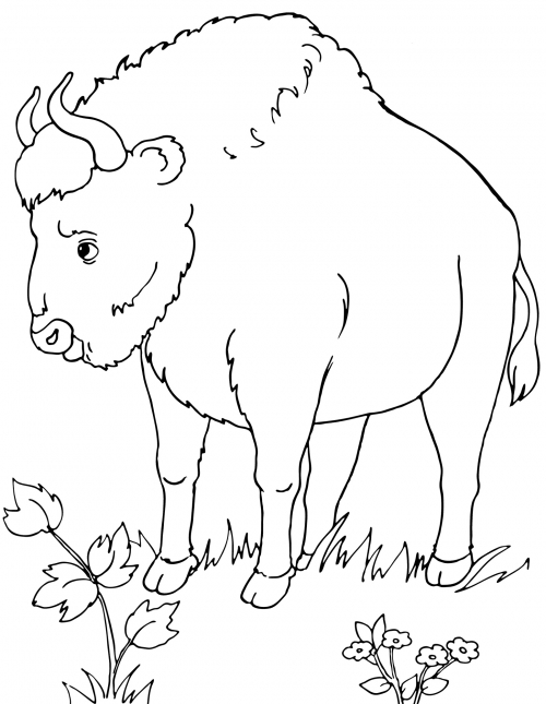 Bison in the meadow coloring page
