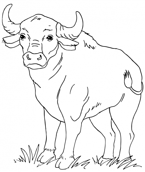 Pensive bull coloring page