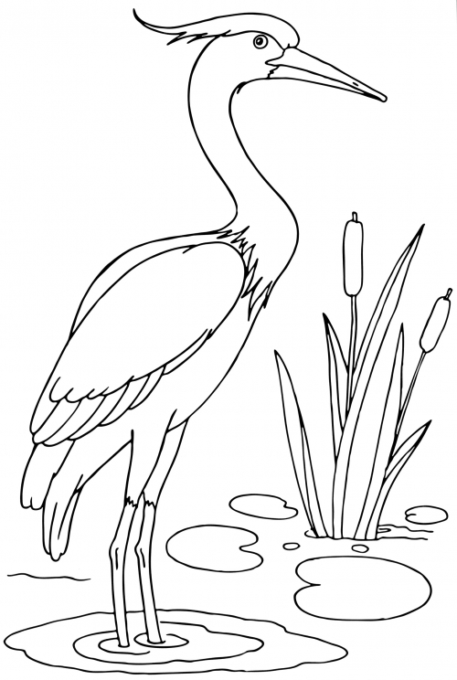 Beautiful heron coloring page